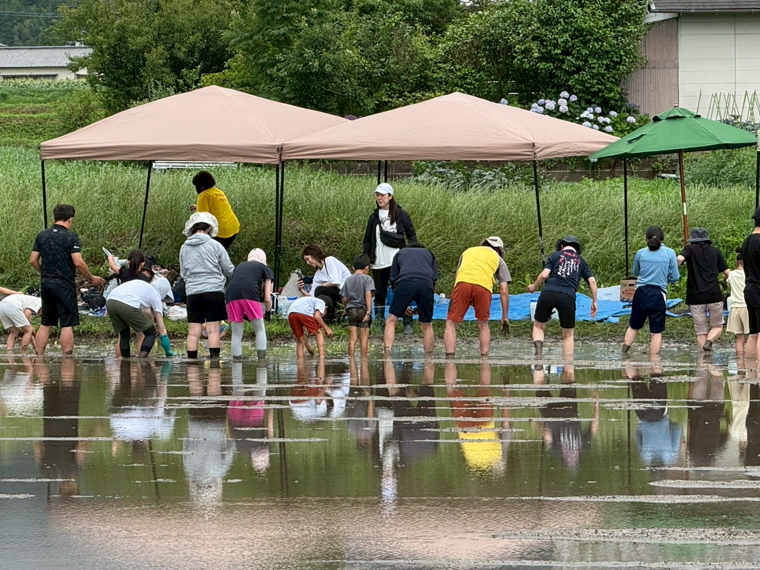 6月27日 田植え体験イベント レポート