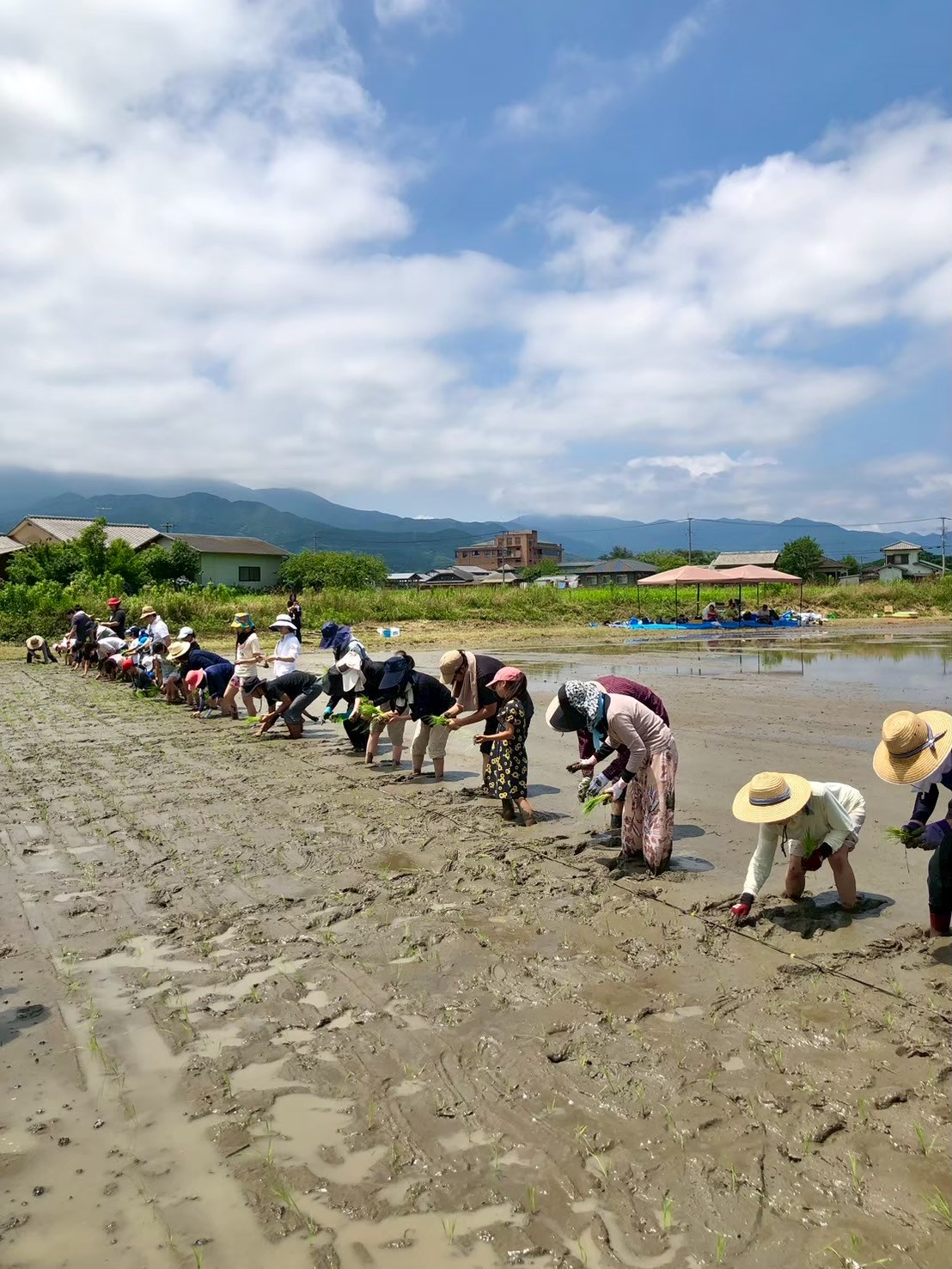 田植え全景