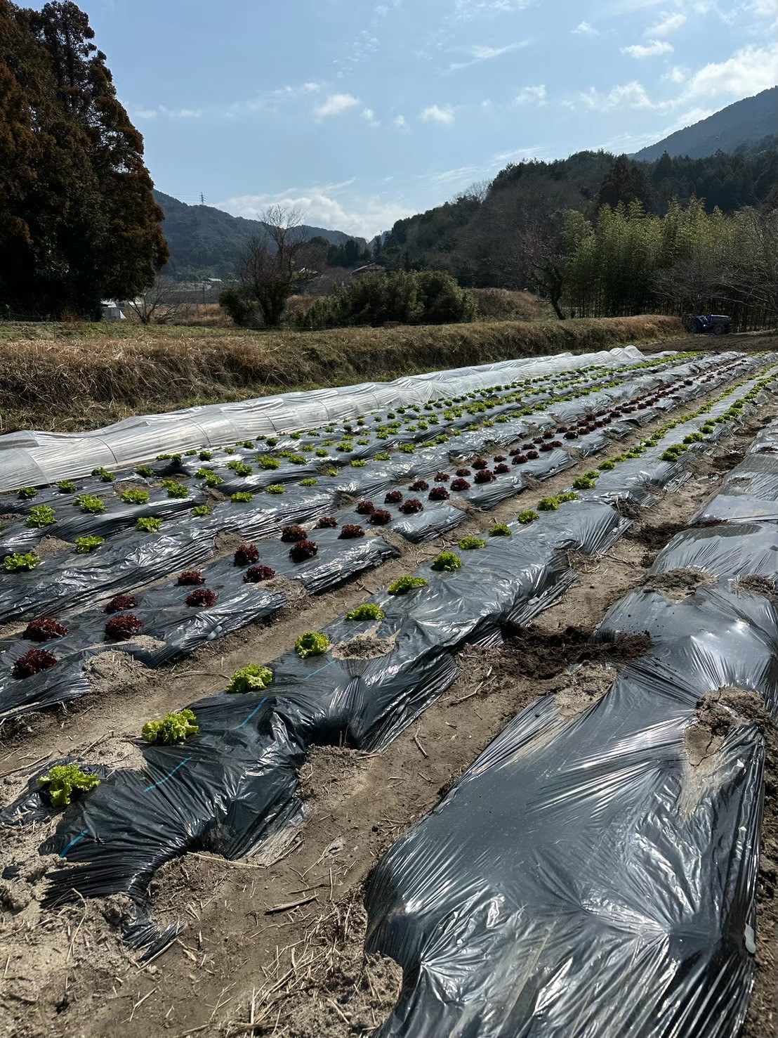 有機栽培研究LAB
